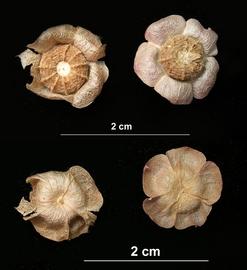   Fruits:   Malva parviflora , schizocarps with persistent caylx; Photo by V. Brewster, USDA APHIS PPQ, imageID.idtools.org
